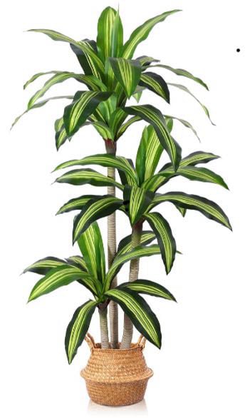 A Dracaena Tree