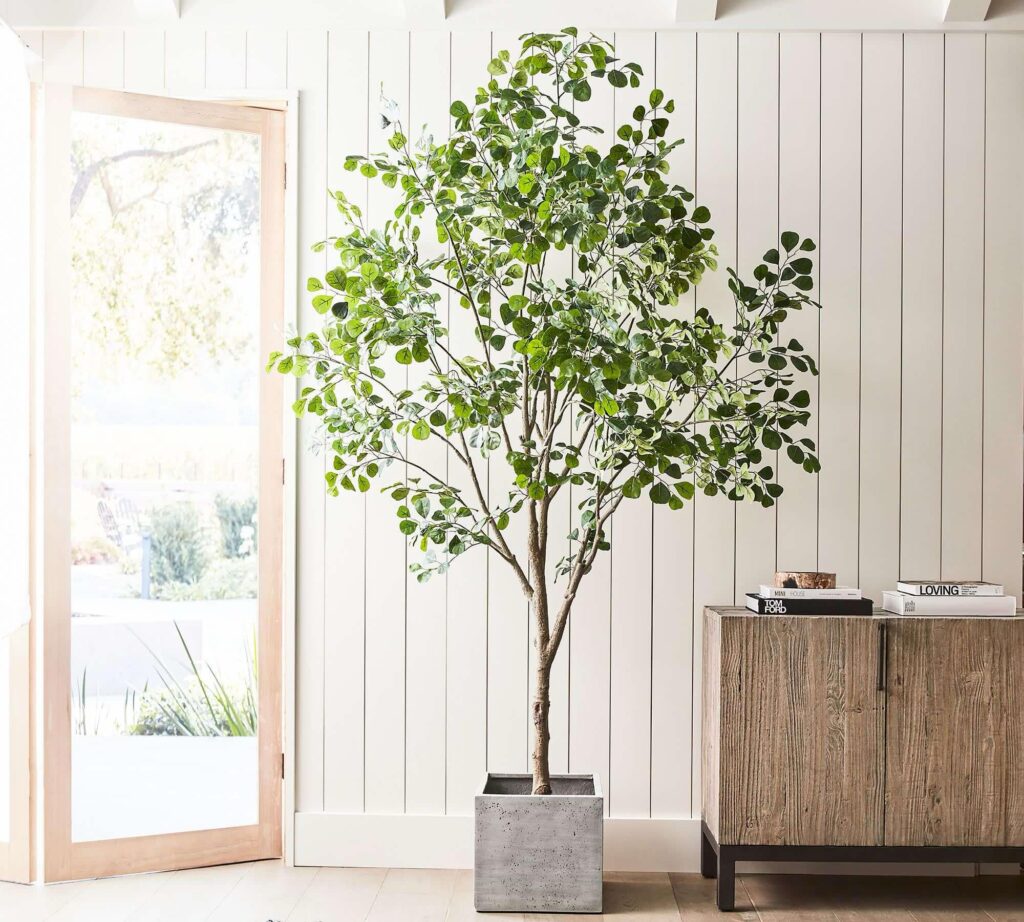 a large olive tree in a concrete pot.