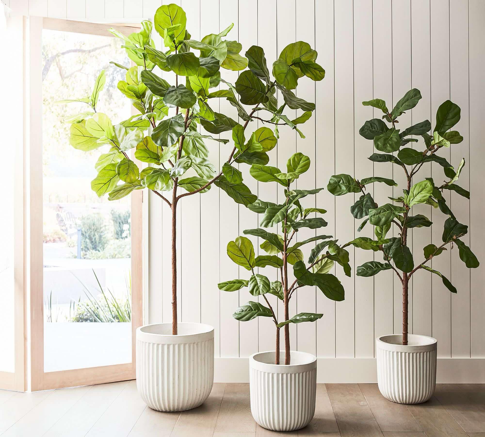 Three faux fiddle leaf figs plants in white pots.