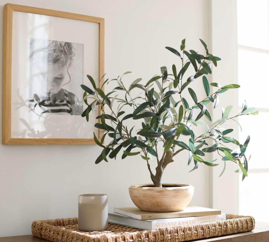 A tabletop olive tree decorating a tabletop tray.