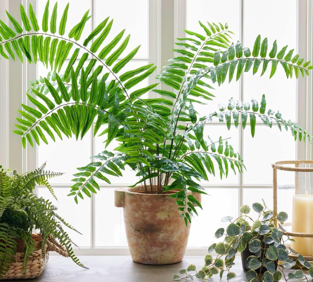 Sword fern plant