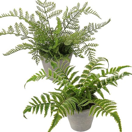 Faux potted fern plants.