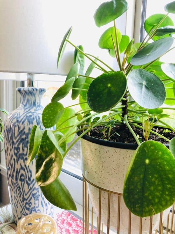 My 5 Favorite Easy Care Indoor Plants That Are Hard to Kill...and One ...