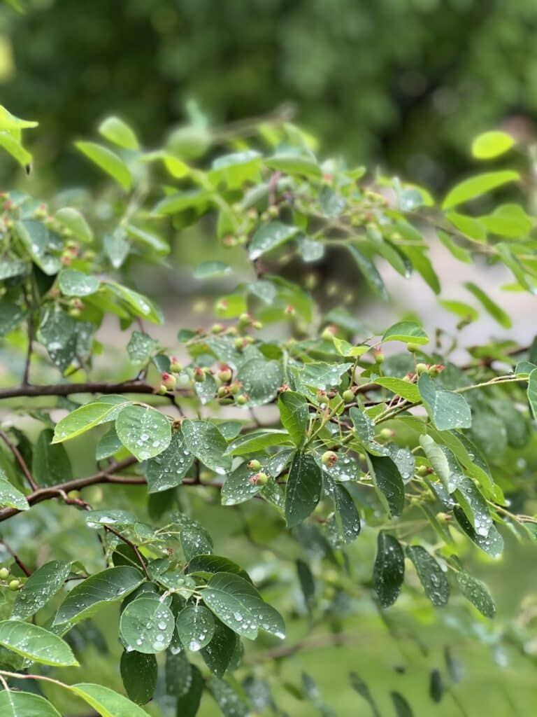 A sweetberry bush with raindrops on the leaves.