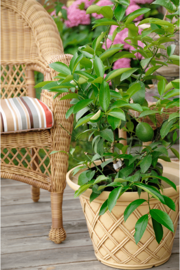 Ideas For How To Arrange Potted Plants On A Patio Sonata Home Design