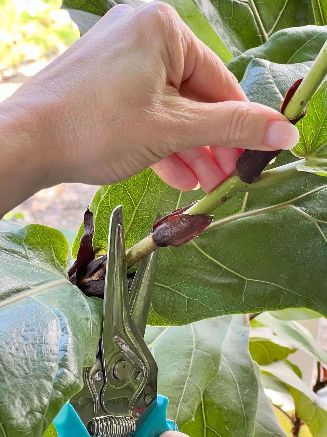 How to Propagate Fiddle Leaf Fig Cuttings in Water - Sonata Home Design