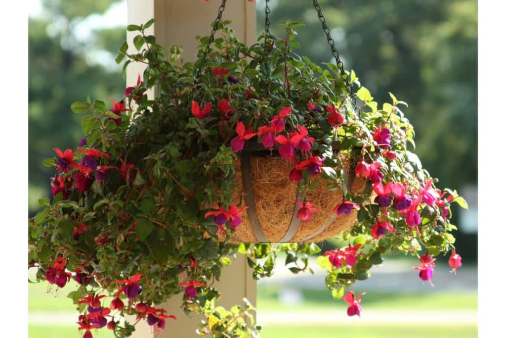 Flowers in a hanging basket