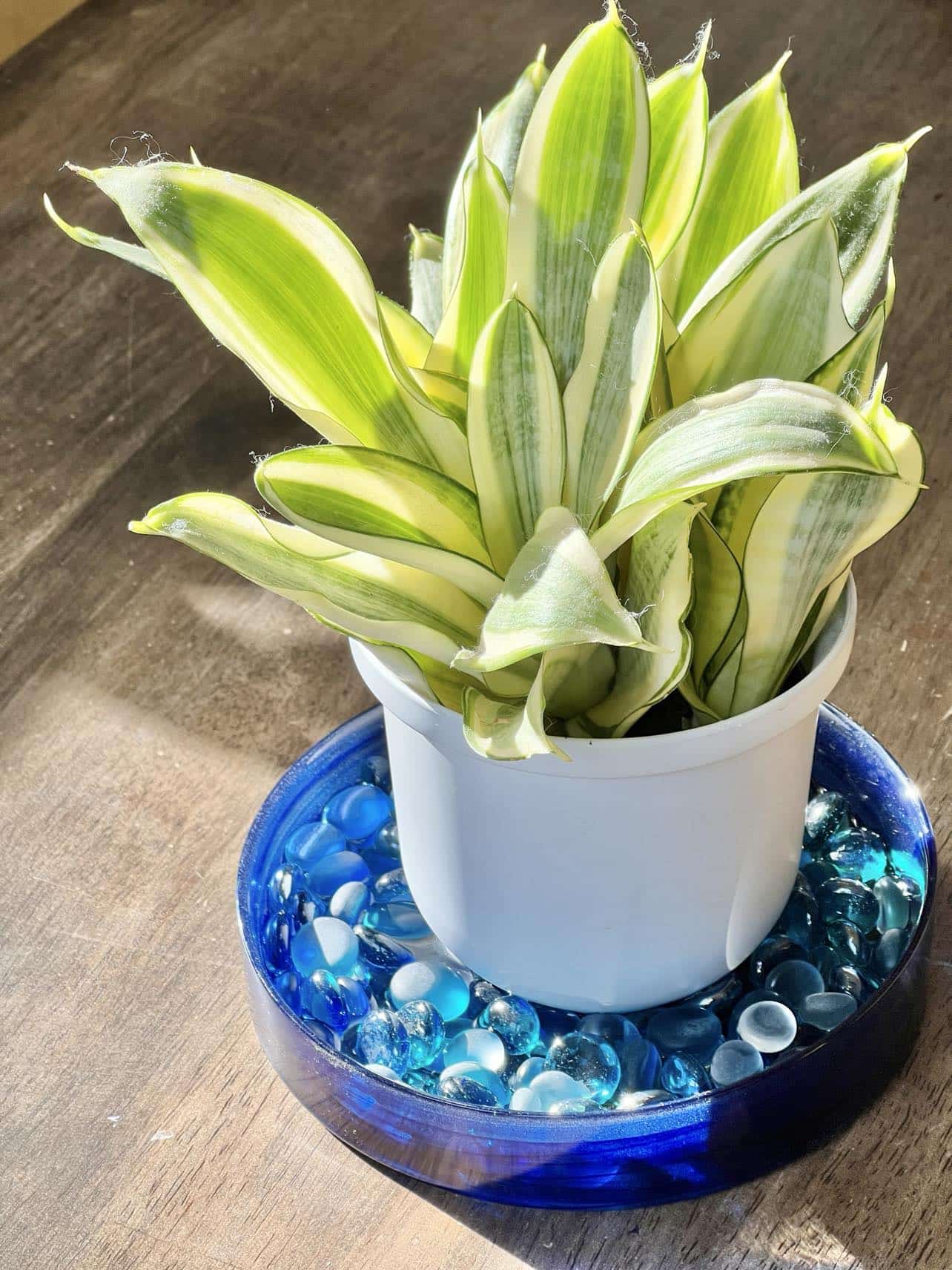 How to Make a Pebble Tray for Plants: A Humidity Hack - Sonata Home Design