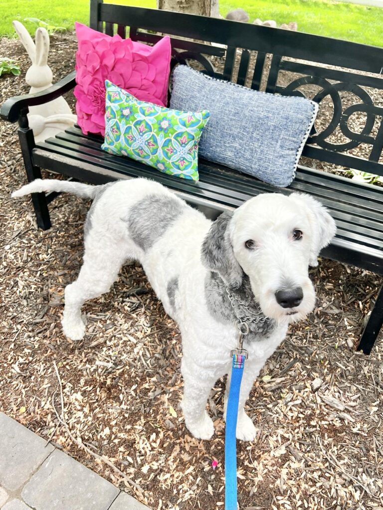The dog, Bentley, standing beside the garden bench with colorful pillows.