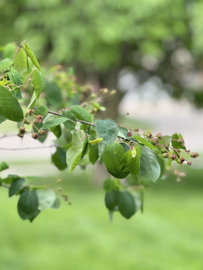 A sweetberry tree branch.