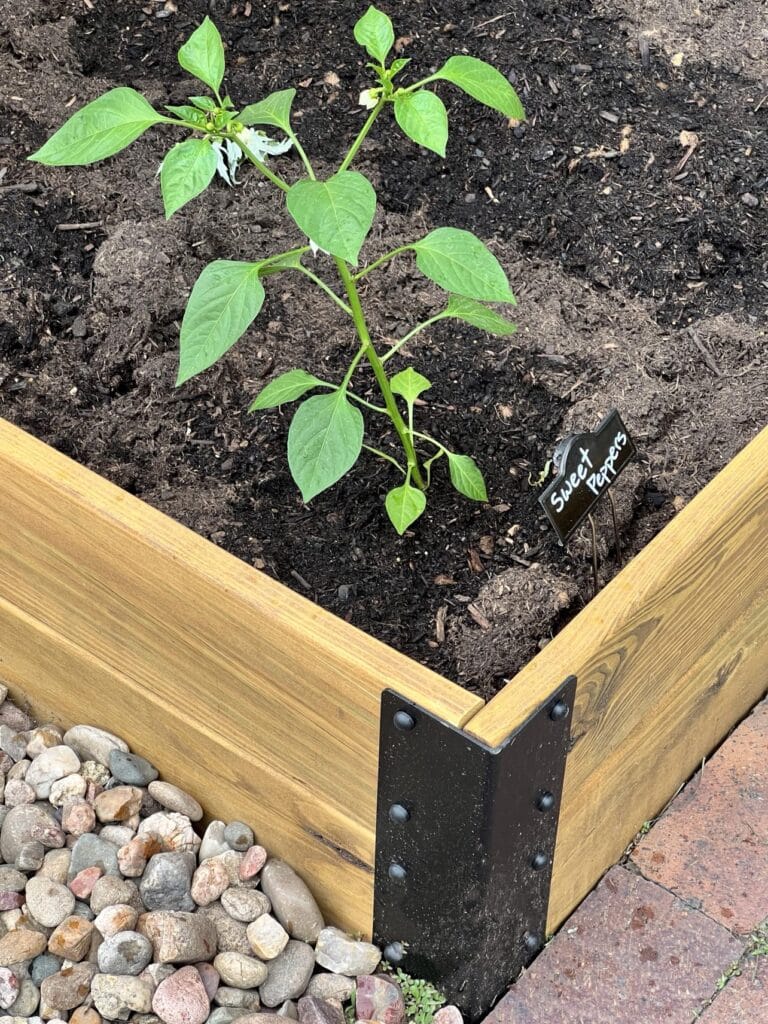 An easy raised garden bed constructed and planted with sweet peppers.