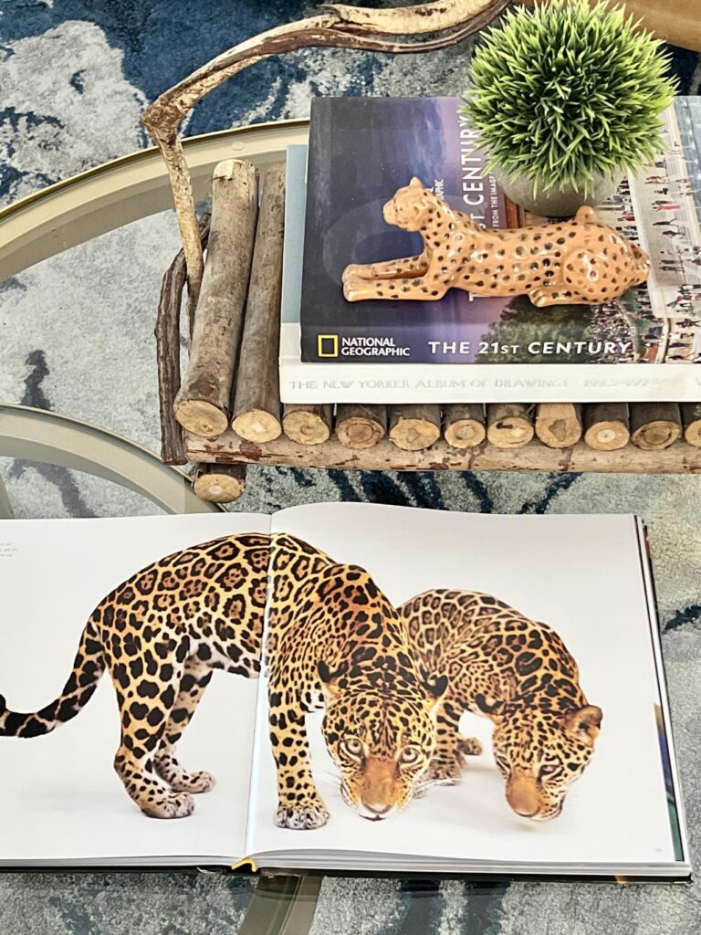 A book with open pages showing an photograph of two leopards.