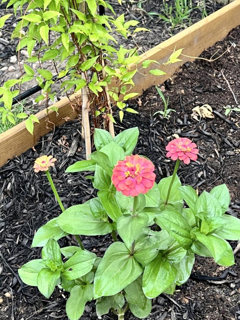 A pink zinnia growing in a raised garden bed.