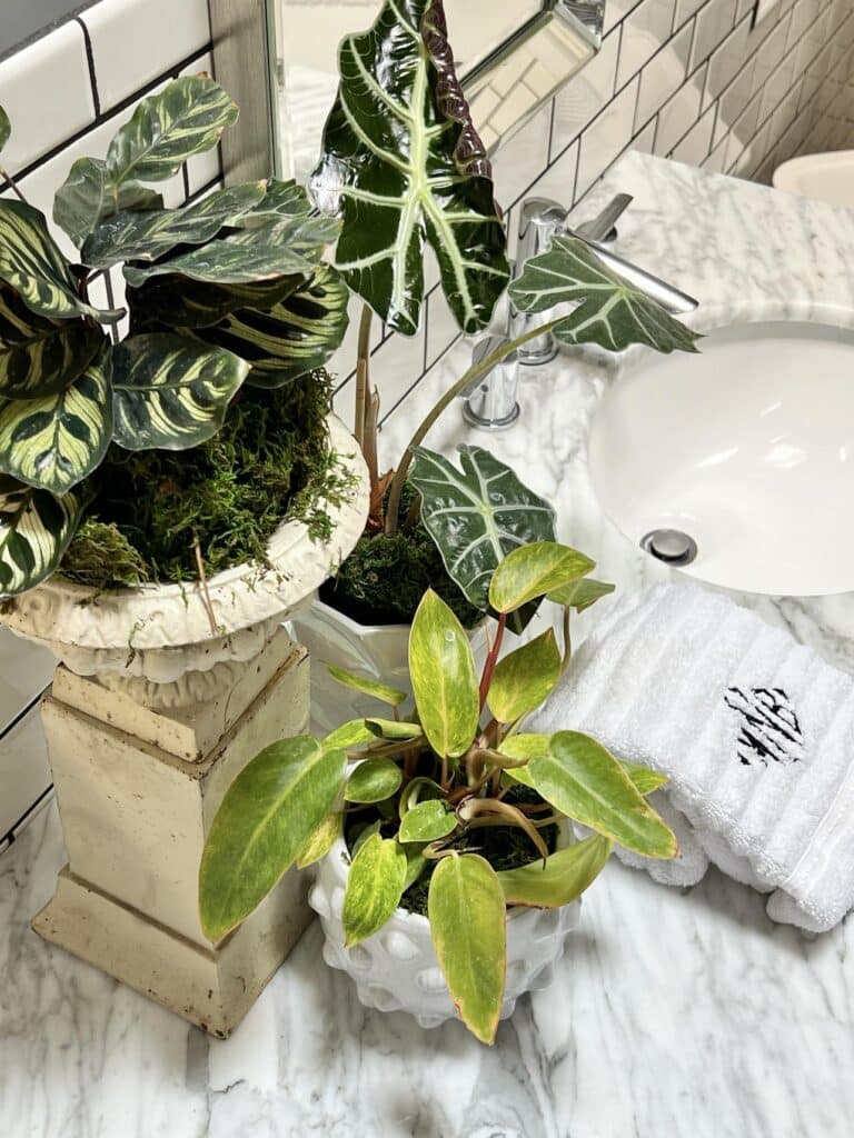 bathroom countertop decor ideas include displayed green plants beside a bathroom sink.