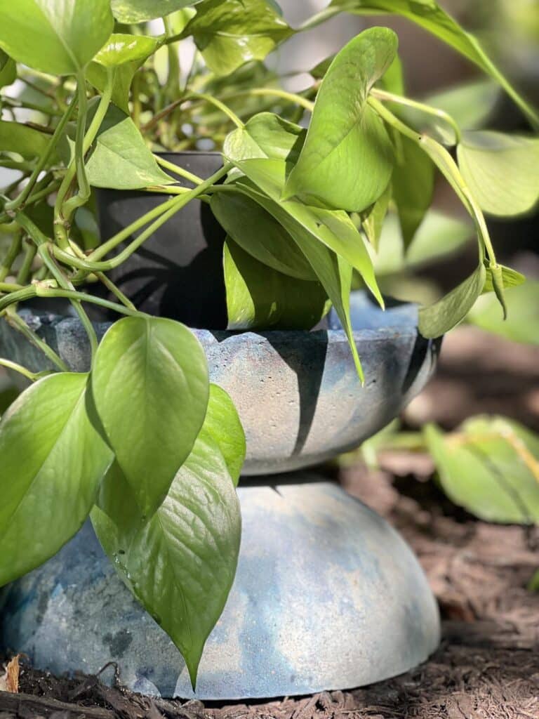 Pothos plant in DIY concrete bowl.