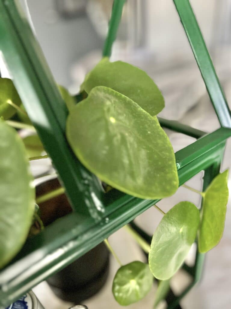 Green mini greenhouse with a Pilea plant.