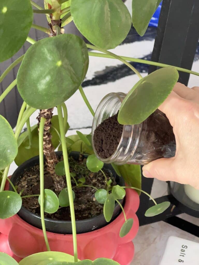 Sprinkling dried coffee grounds into  an indoor potted plant. How to dry coffee grounds.