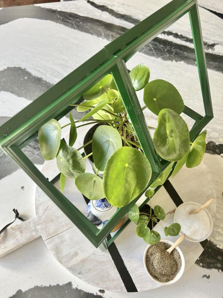 Pilea plant peeking through the roof of a tabletop greenhouse.