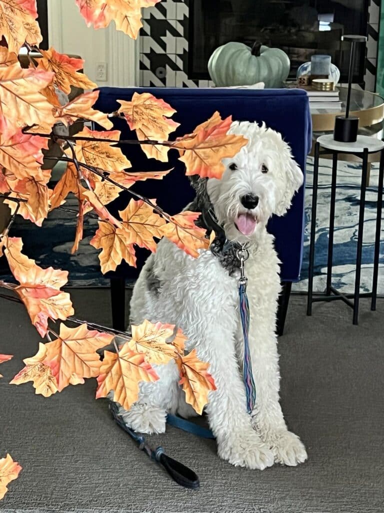 A white dog in a living room decorated for fall.