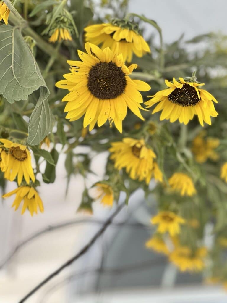 Fresh sunflowers to decorate tree branch decor ideas.