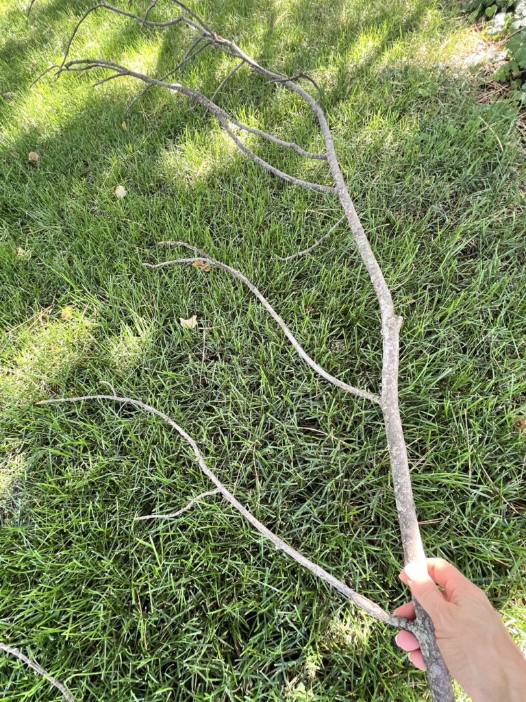 Decor ideas begin with a single tree branch discovered in a green grass yard.