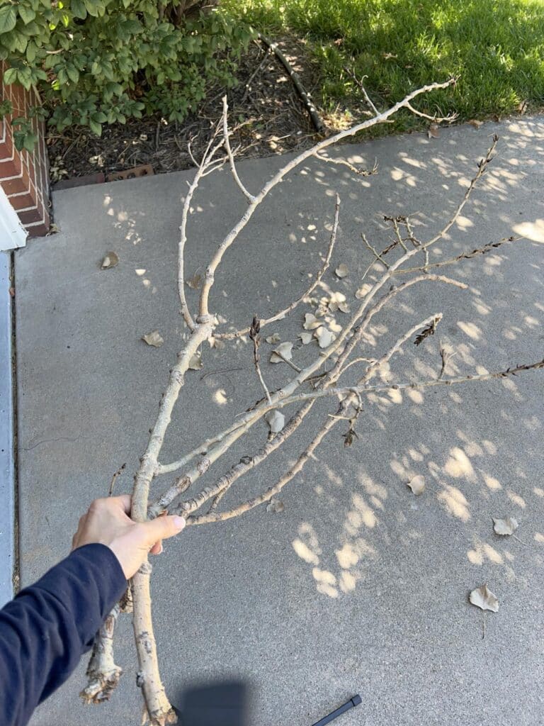 A large twig picked up on an outdoor walk.