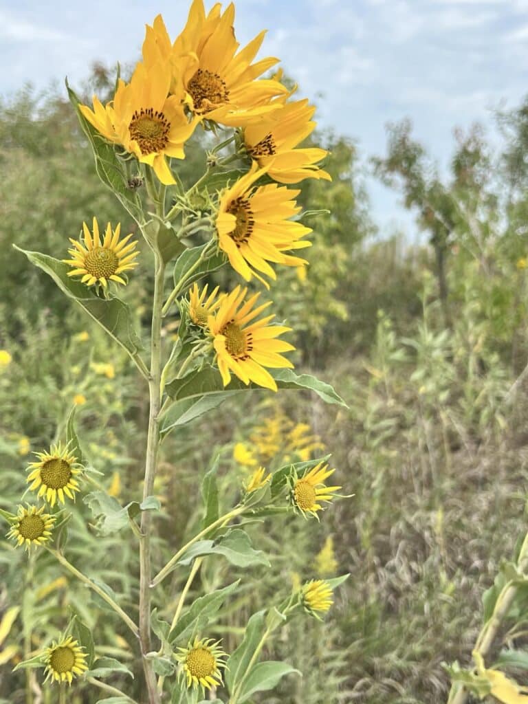 Sunflowers on the side of the road.