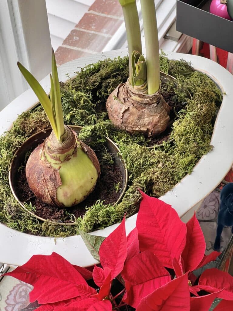 Amaryllis bulbs