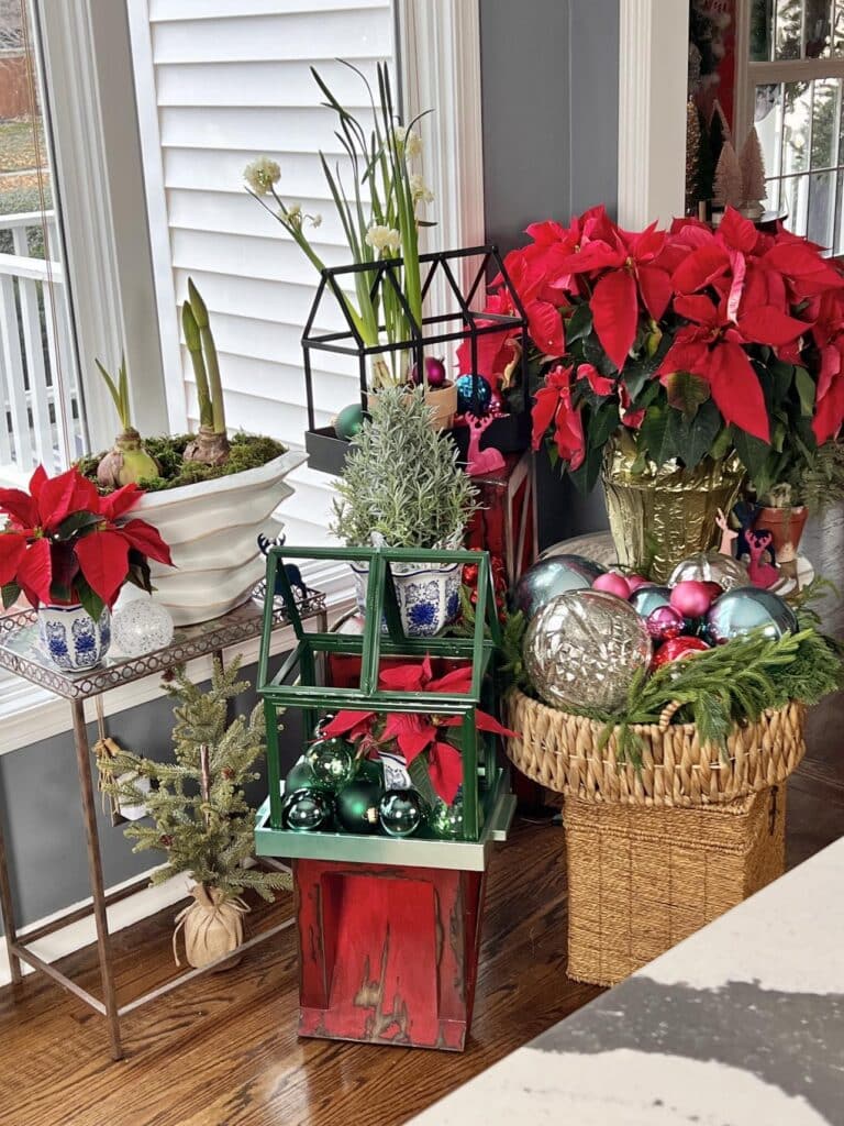 Christmas plants displayed in a kitchen corner for a holiday home tour.