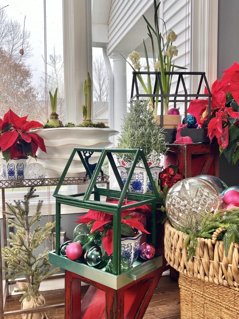 Tabletop greenhouse frames holding a poinsettia plant for a holiday home tour.